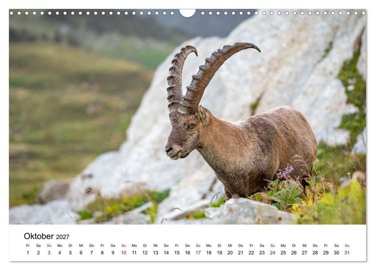 Produktbild: Steinb&ouml;cke - Eindr&uuml;ckliche K&ouml;nige der Alpen (Wandkalender 2027 DIN A3 quer), CALVENDO Monatskalender