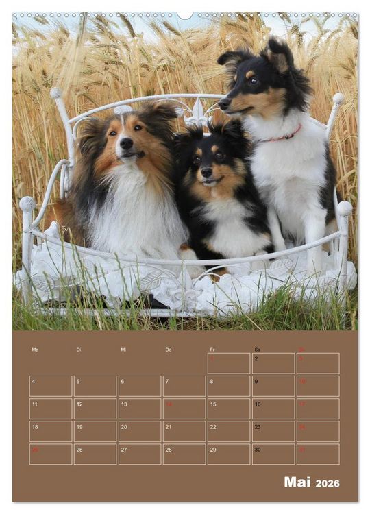 Produktbild: SHELTIES Herzensbrecher auf 4 Pfoten (hochwertiger Premium Wandkalender 2026 DIN A2 hoch), Kunstdruck in Hochglanz