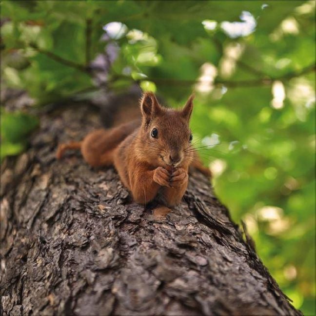 Produktbild: Eichh&ouml;rnchen 2027