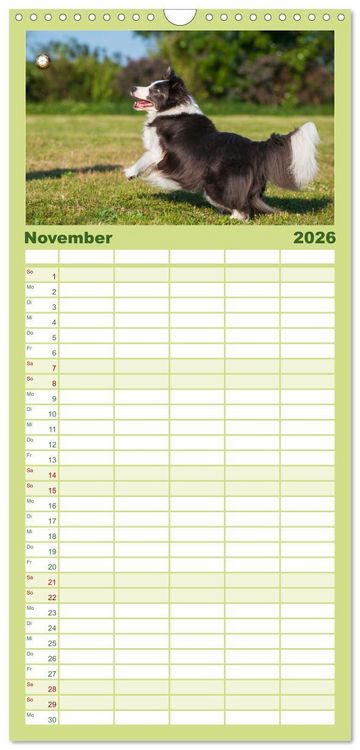 Produktbild: Familienplaner 2026 - Border Collie - Das Universalgenie unter den Hunden mit 5 Spalten (Wandkalender, 21 x 45 cm) CALVENDO