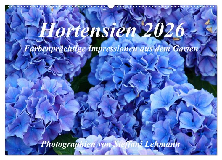 Produktbild: Hortensien 2026. Farbenpr&auml;chtige Impressionen aus dem Garten (Wandkalender 2026 DIN A2 quer), CALVENDO Monatskalender
