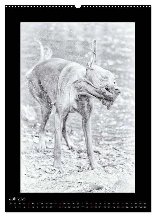 Produktbild: Vizsla-Liebe (Wandkalender 2026 DIN A2 hoch), CALVENDO Monatskalender