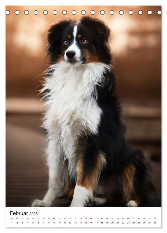 Produktbild: Australian Shepherd - Beste Freunde (Tischkalender 2026 DIN A5 hoch), CALVENDO Monatskalender
