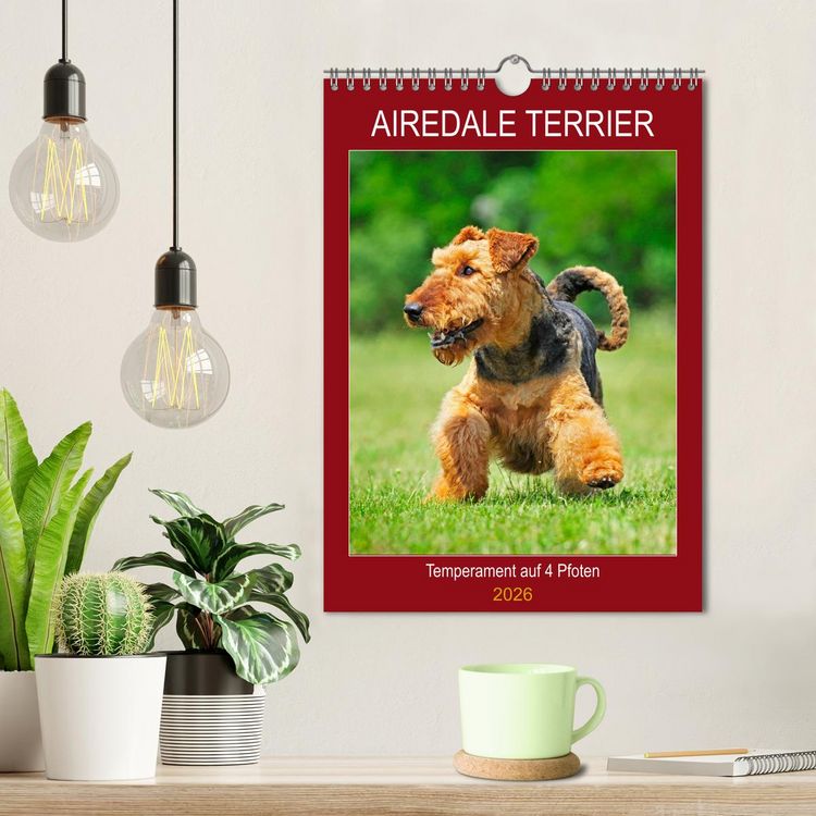Produktbild: Airedale Terrier - Temperament auf 4 Pfoten (Wandkalender 2026 DIN A4 hoch), CALVENDO Monatskalender
