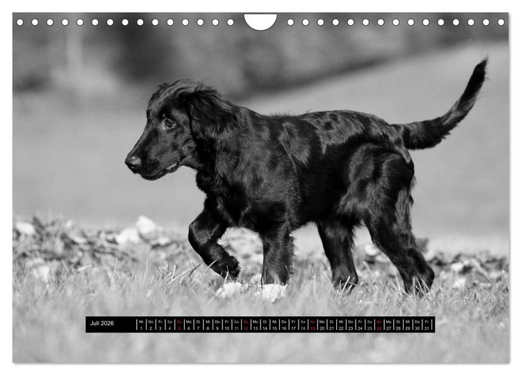 Produktbild: Flatcoated Retriever Black Edition (Wandkalender 2026 DIN A4 quer), CALVENDO Monatskalender