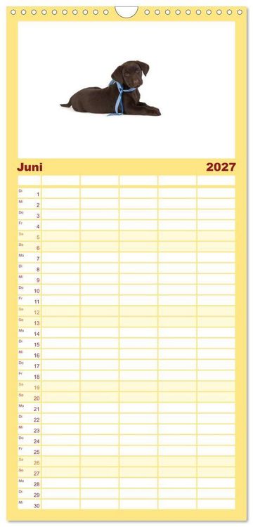 Produktbild: Familienplaner 2027 - Labrador - Welpen mit 5 Spalten (Wandkalender, 21 x 45 cm) CALVENDO