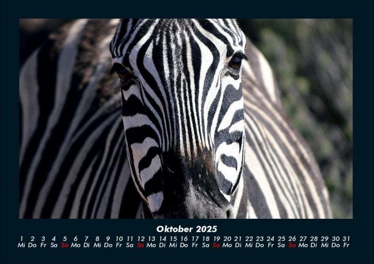 Produktbild: Zebrazauber 2025 Fotokalender DIN A4
