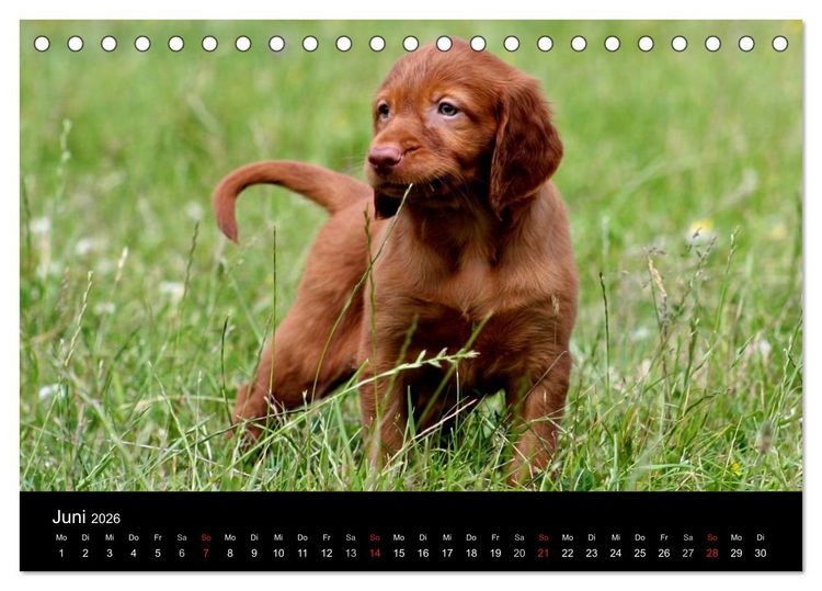 Produktbild: Magyar Vizsla Welpen (Tischkalender 2026 DIN A5 quer), CALVENDO Monatskalender