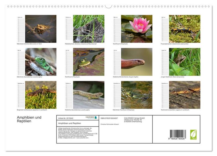 Produktbild: Amphibien und Reptilien (hochwertiger Premium Wandkalender 2026 DIN A2 quer), Kunstdruck in Hochglanz