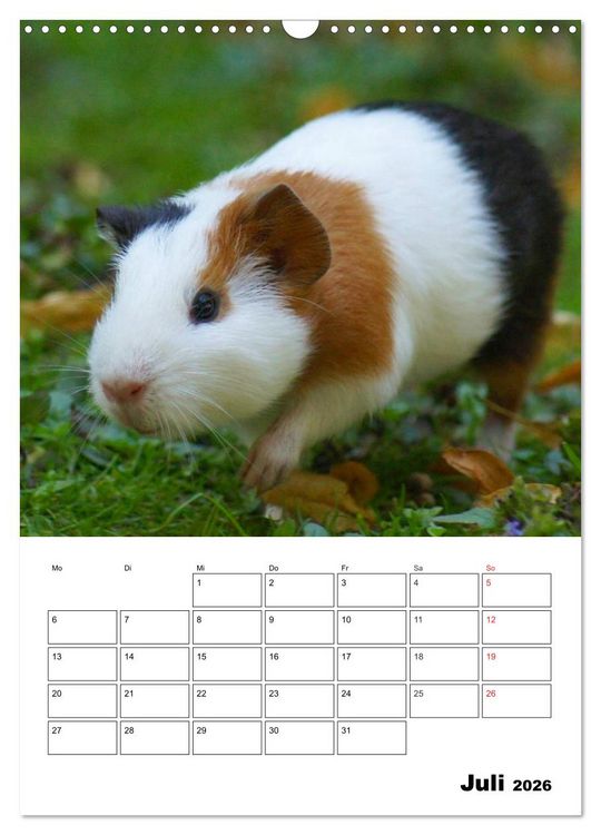 Produktbild: Meerschweinchen Terminplaner (Wandkalender 2026 DIN A3 hoch), CALVENDO Monatskalender
