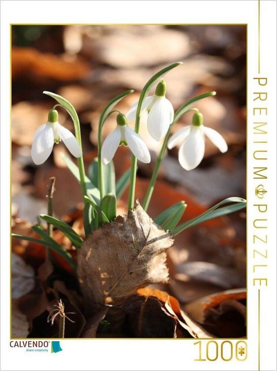 Produktbild: CALVENDO Puzzle Schneegl&ouml;ckchen mit trockenem Laub in der Fr&uuml;hlingssonne | 1000 Teile Lege-Gr&ouml;&szlig;e 64x48cm Foto-Puzzle f&uuml;r gl&uuml;ckliche Stunden