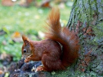 Produktbild: CALVENDO Puzzle Eichh&ouml;rnchen in freier Natur | 1000 Teile Lege-Gr&ouml;&szlig;e 64x48cm Foto-Puzzle f&uuml;r gl&uuml;ckliche Stunden