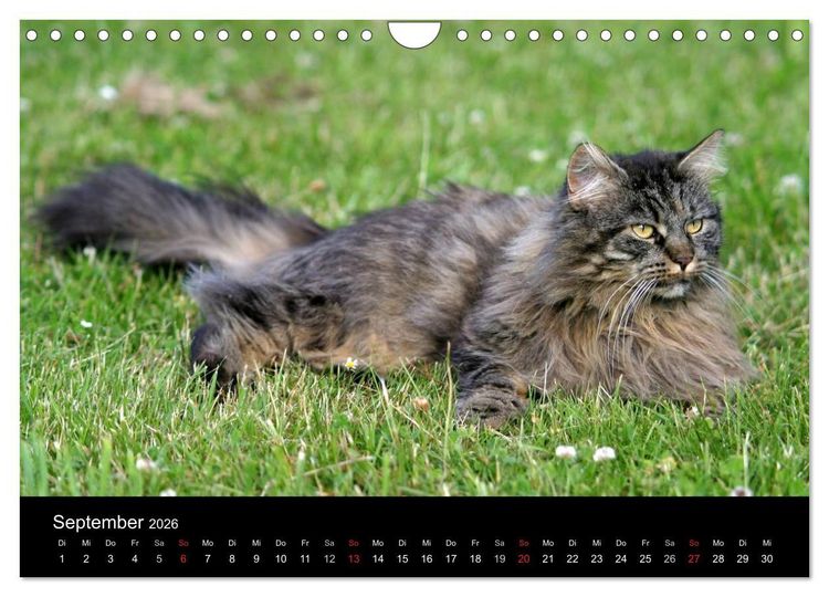 Produktbild: Freig&auml;nger - Hauskatzen unterwegs (Wandkalender 2026 DIN A4 quer), CALVENDO Monatskalender