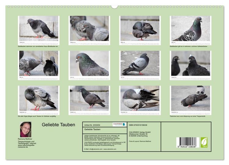 Produktbild: Geliebte Tauben (hochwertiger Premium Wandkalender 2026 DIN A2 quer), Kunstdruck in Hochglanz