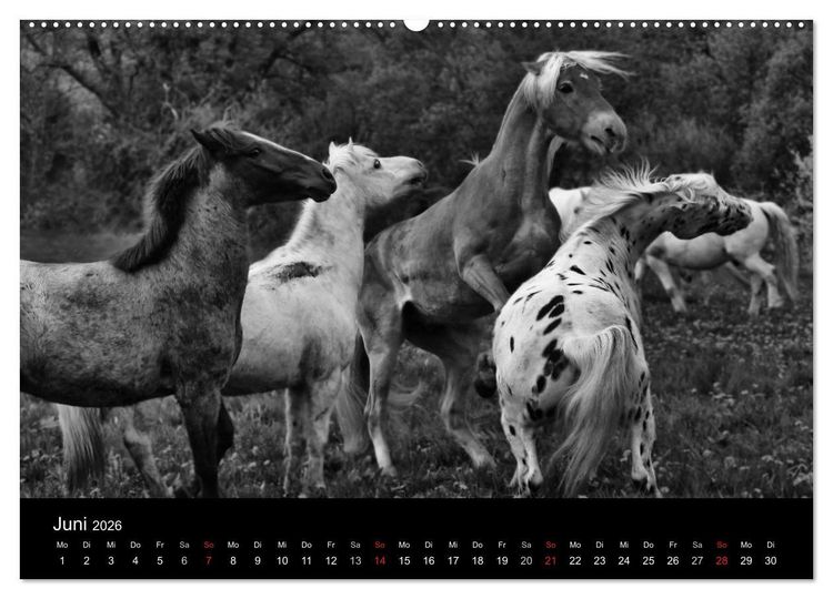 Produktbild: Pferde 2026 Wild Thing (Wandkalender 2026 DIN A2 quer), CALVENDO Monatskalender