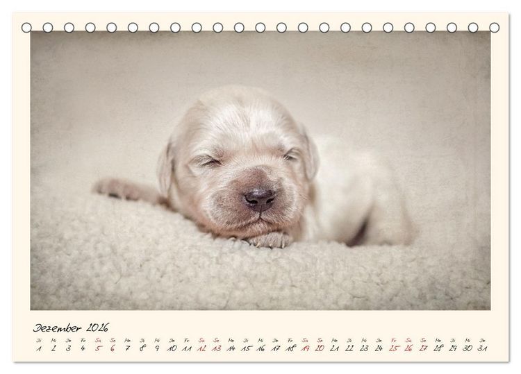 Produktbild: Golden Retriever... Herzenshunde (Tischkalender 2026 DIN A5 quer), CALVENDO Monatskalender