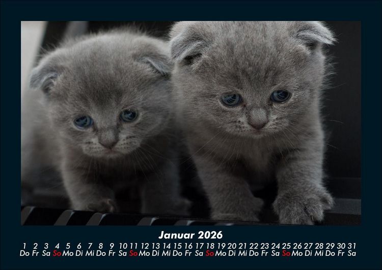 Produktbild: F&uuml;r Katzenfreunde 2026 Fotokalender DIN A5