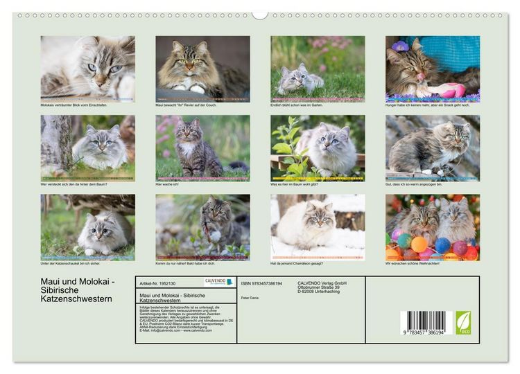 Produktbild: Maui und Molokai - Sibirische Katzenschwestern (hochwertiger Premium Wandkalender 2026 DIN A2 quer), Kunstdruck in Hochglanz