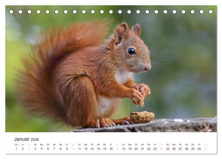 Produktbild: Eichh&ouml;rnchen Kinder (Tischkalender 2026 DIN A5 quer), CALVENDO Monatskalender