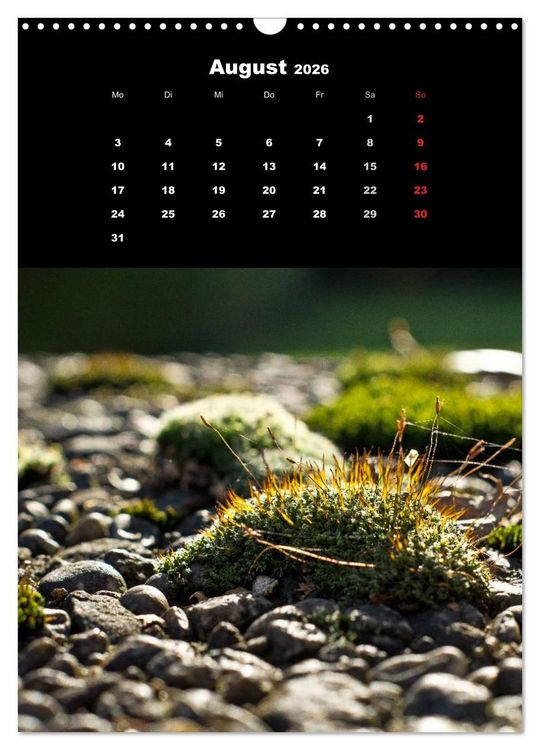 Produktbild: Die Welt der Moose. Ein Blick nach unten (Wandkalender 2026 DIN A3 hoch), CALVENDO Monatskalender