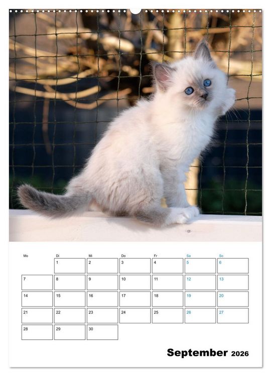 Produktbild: Heilige Birma Kitten - s&uuml;&szlig;e kleine Flauschb&auml;llchen (hochwertiger Premium Wandkalender 2026 DIN A2 hoch), Kunstdruck in Hochglanz