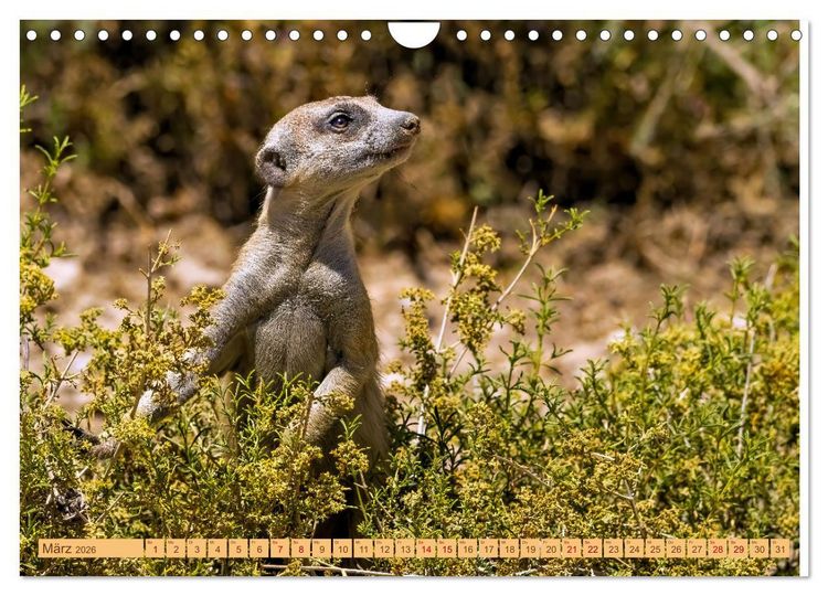 Produktbild: Afrikas Tierwelt - Erdm&auml;nnchen (Wandkalender 2026 DIN A4 quer), CALVENDO Monatskalender