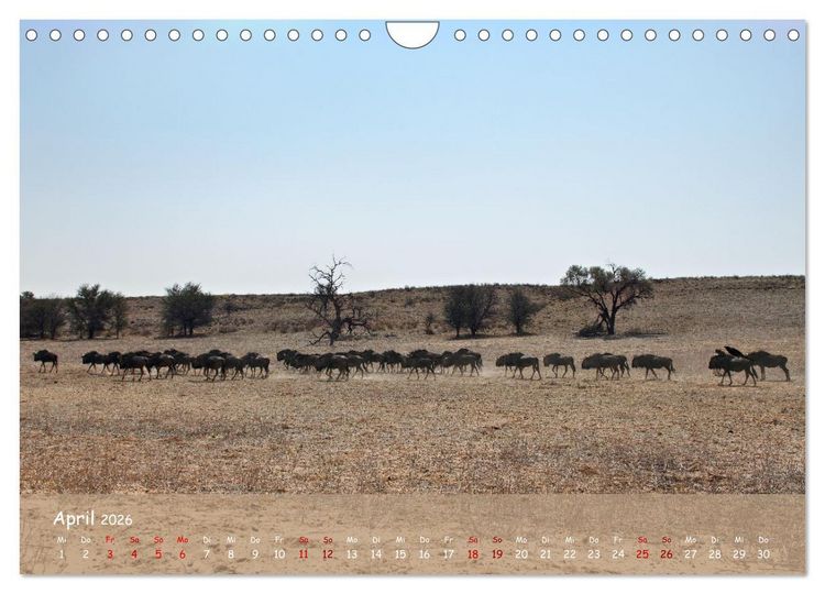 Produktbild: Kgalagadi - Fauna und Wildtiere in der Kalahari (Wandkalender 2026 DIN A4 quer), CALVENDO Monatskalender