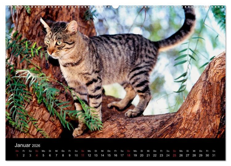 Produktbild: Katzen (hochwertiger Premium Wandkalender 2026 DIN A2 quer), Kunstdruck in Hochglanz