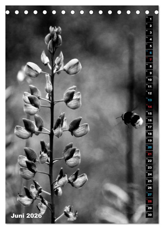 Produktbild: Blumige Graustufen - Schwarz und Wei&szlig; (Tischkalender 2026 DIN A5 hoch), CALVENDO Monatskalender