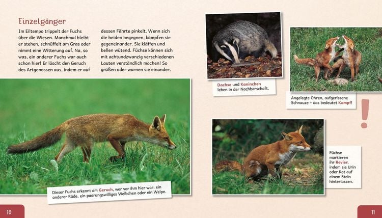 Produktbild: Meine große Tierbibliothek: Der Fuchs