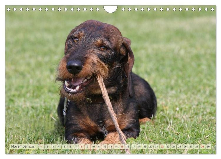 Produktbild: Liebenswerte Rabauken Rauhaardackel / CH-Version (Wandkalender 2026 DIN A4 quer), CALVENDO Monatskalender