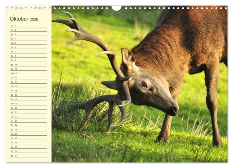 Produktbild: Begegnungen. DER HIRSCH (Wandkalender 2026 DIN A3 quer), CALVENDO Monatskalender