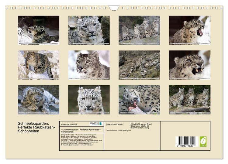 Produktbild: Schneeleoparden. Perfekte Raubkatzen-Sch&ouml;nheiten (Wandkalender 2026 DIN A3 quer), CALVENDO Monatskalender