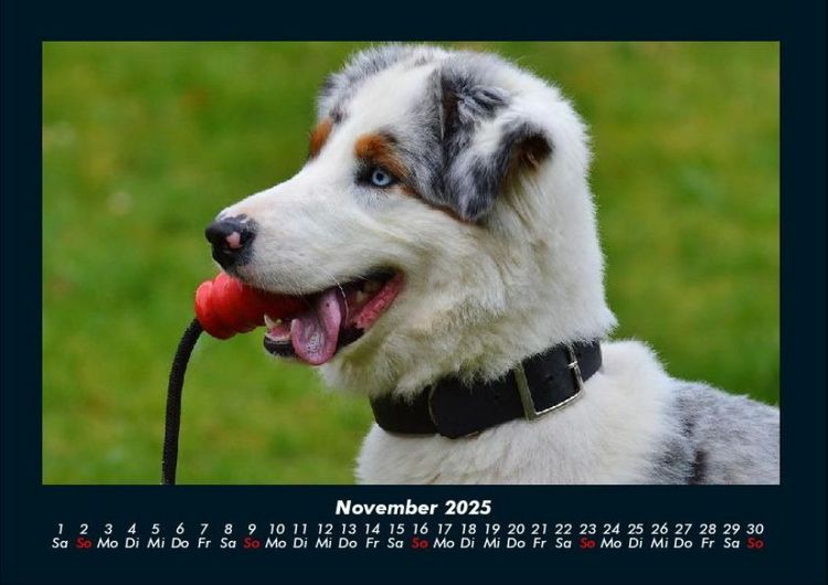 Produktbild: Hunde 2025 Fotokalender DIN A4