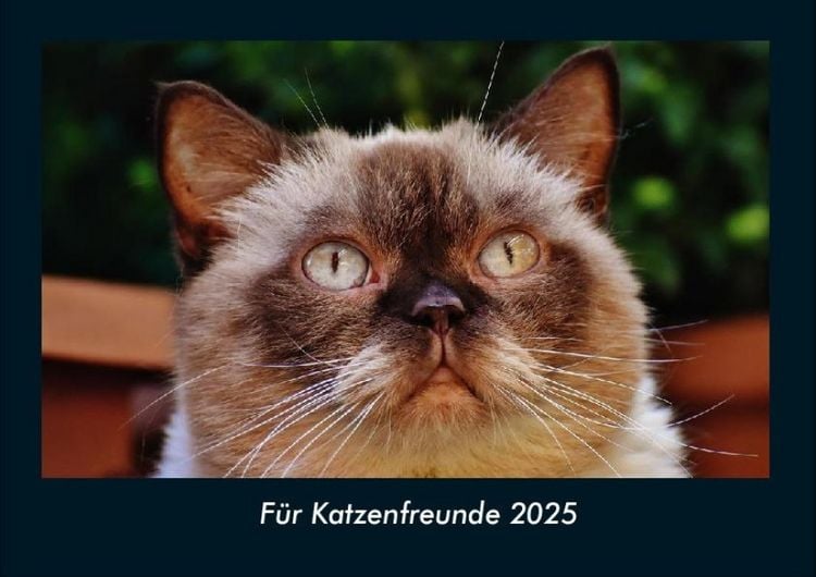 Produktbild: F&uuml;r Katzenfreunde 2025 Fotokalender DIN A4
