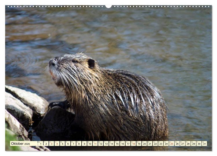 Produktbild: Nutrias Pei&szlig;nitzinsel Halle Saale (hochwertiger Premium Wandkalender 2026 DIN A2 quer), Kunstdruck in Hochglanz