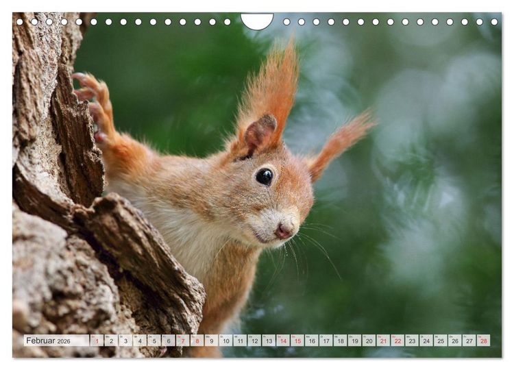 Produktbild: Besondere Augenblicke mit Eichh&ouml;rnchen (Wandkalender 2026 DIN A4 quer), CALVENDO Monatskalender