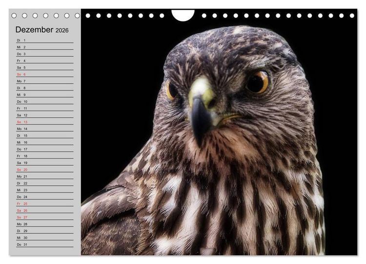 Produktbild: Falken und Greifv&ouml;gel - Edle J&auml;ger (Wandkalender 2026 DIN A4 quer), CALVENDO Monatskalender