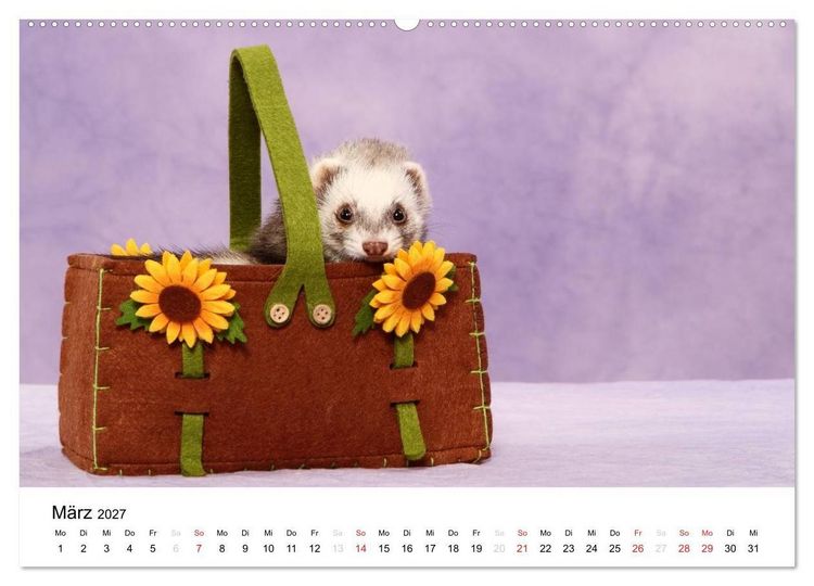 Produktbild: Frettchen - Ferrets (hochwertiger Premium Wandkalender 2027 DIN A2 quer), Kunstdruck in Hochglanz