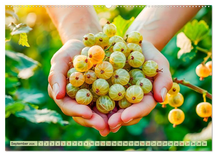 Produktbild: Erntegl&uuml;ck - Eine handvoll s&uuml;&szlig;er Fr&uuml;chte zum Anbei&szlig;en (Wandkalender 2026 DIN A2 quer), CALVENDO Monatskalender