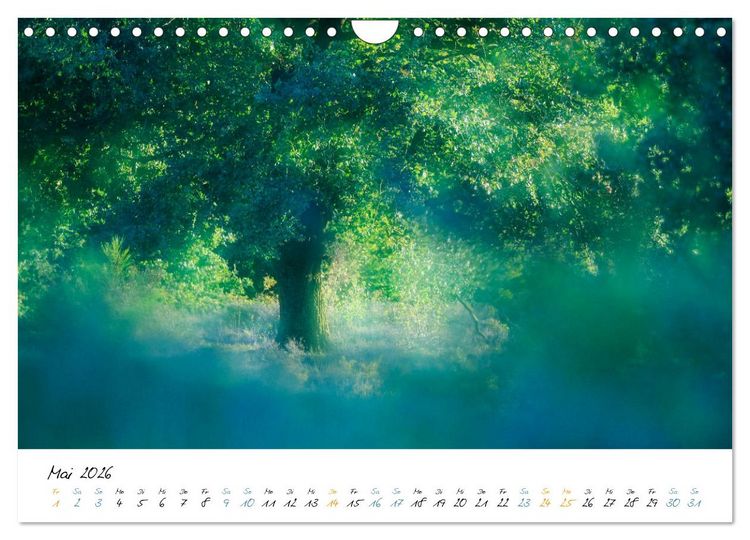 Produktbild: In der Welt der B&auml;ume (Wandkalender 2026 DIN A4 quer), CALVENDO Monatskalender
