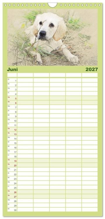 Produktbild: Familienplaner 2027 - Hundewelpen 2027 mit 5 Spalten (Wandkalender, 21 x 45 cm) CALVENDO
