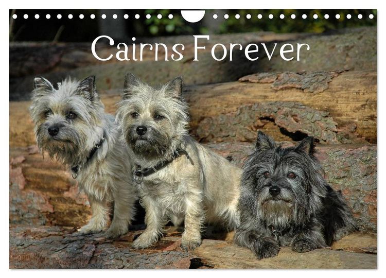 Produktbild: Cairns Forever (Wandkalender 2026 DIN A4 quer), CALVENDO Monatskalender