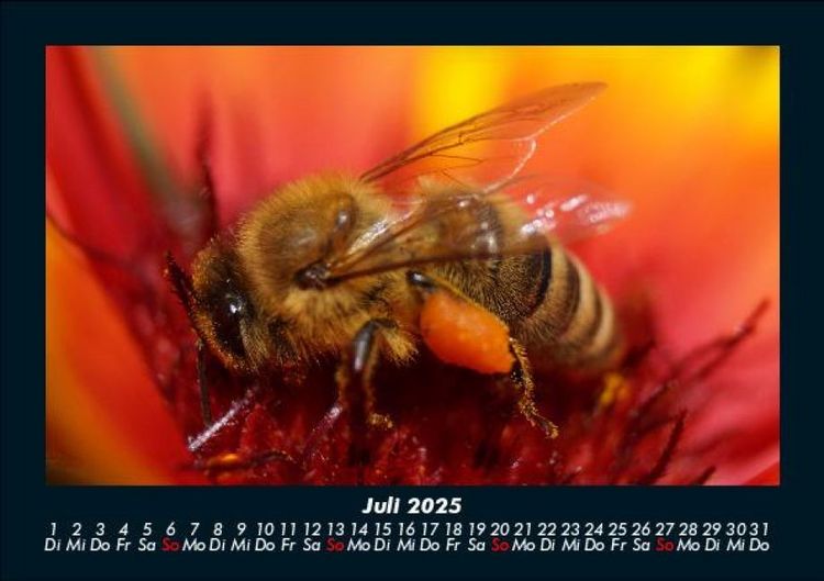 Produktbild: Bienen 2025 Fotokalender DIN A5