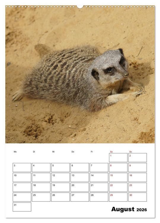 Produktbild: Niedliche Erdm&auml;nnchen (Wandkalender 2026 DIN A2 hoch), CALVENDO Monatskalender