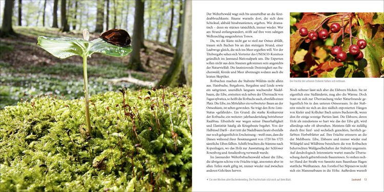Produktbild: Deutschlands alte Buchenw&auml;lder