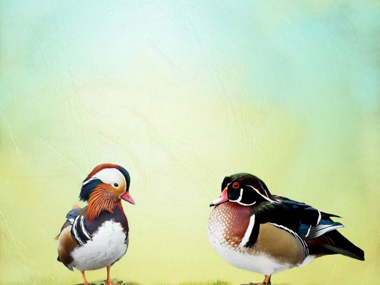 Produktbild: CALVENDO Puzzle Zwei Mandarinenten | 1000 Teile Lege-Gr&ouml;&szlig;e 64x48cm Foto-Puzzle f&uuml;r gl&uuml;ckliche Stunden