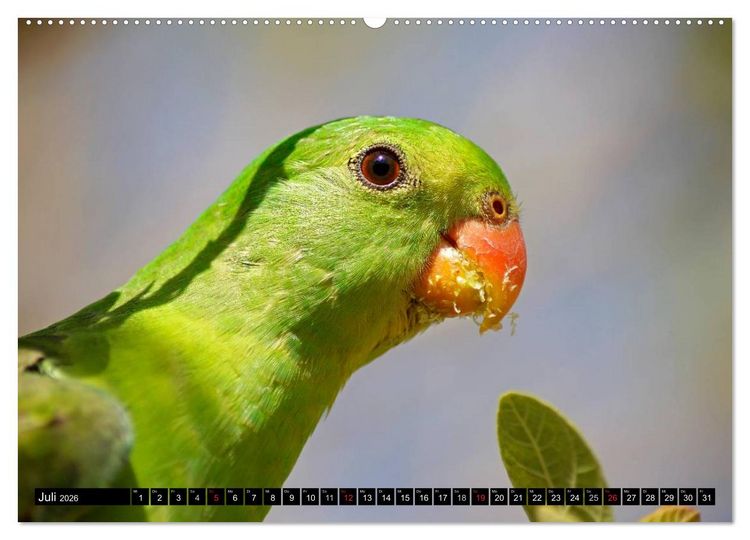 Produktbild: Die Tierwelt in Australien (Wandkalender 2026 DIN A2 quer), CALVENDO Monatskalender