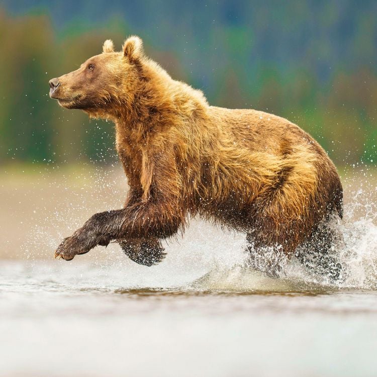 Produktbild: Bears 2027