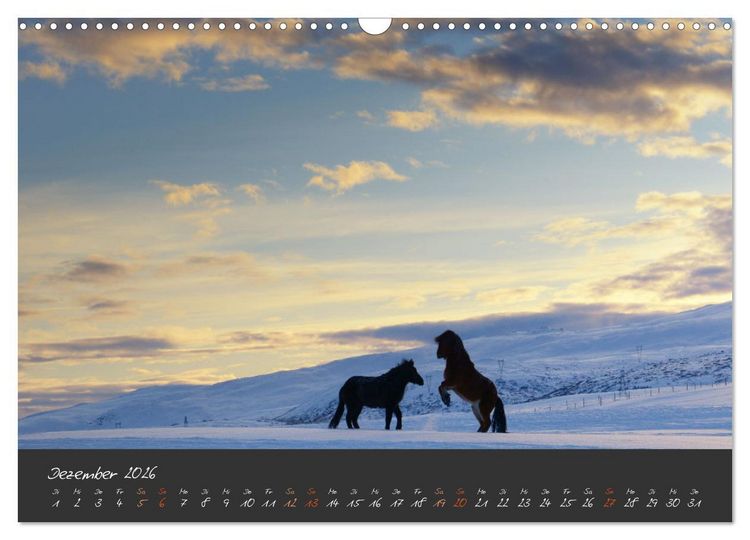 Produktbild: Islandpferde im Isi-Land (Wandkalender 2026 DIN A3 quer), CALVENDO Monatskalender